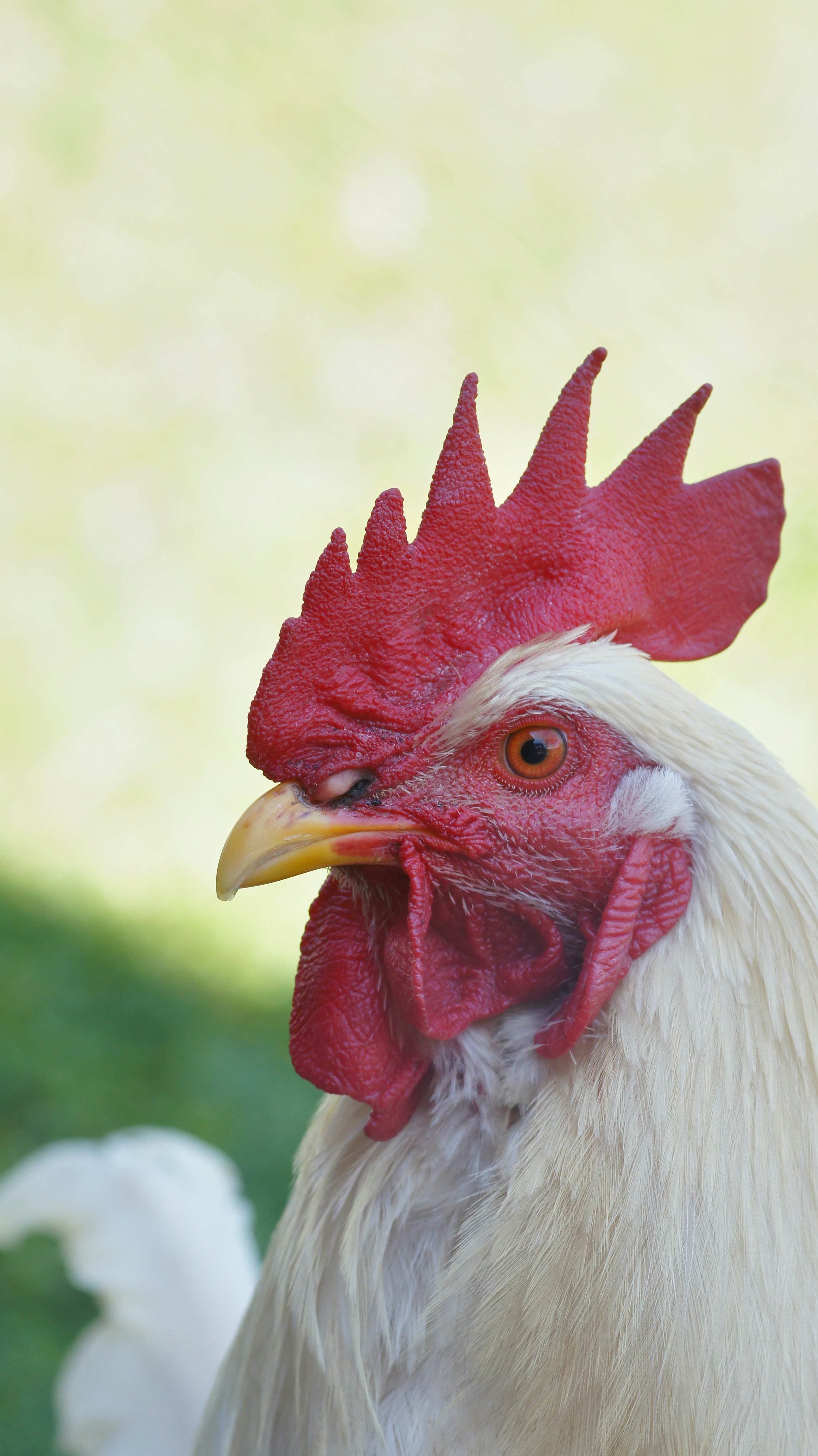 Poultry